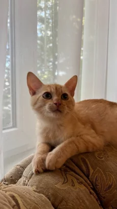 Котятат