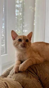 Котятат