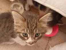 Отдам котят