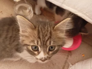 Отдам котят