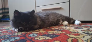 Кошка с рожками