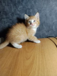 Котята в дар