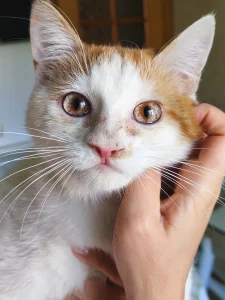 Ласковый котик ищет дом
