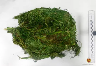 Нарвали дикорастущую траву и курили. Двое бобруйчан привлечены к уголовной ответственности