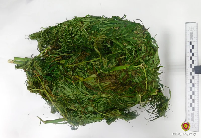 Нарвали дикорастущую траву и курили. Двое бобруйчан привлечены к уголовной ответственности