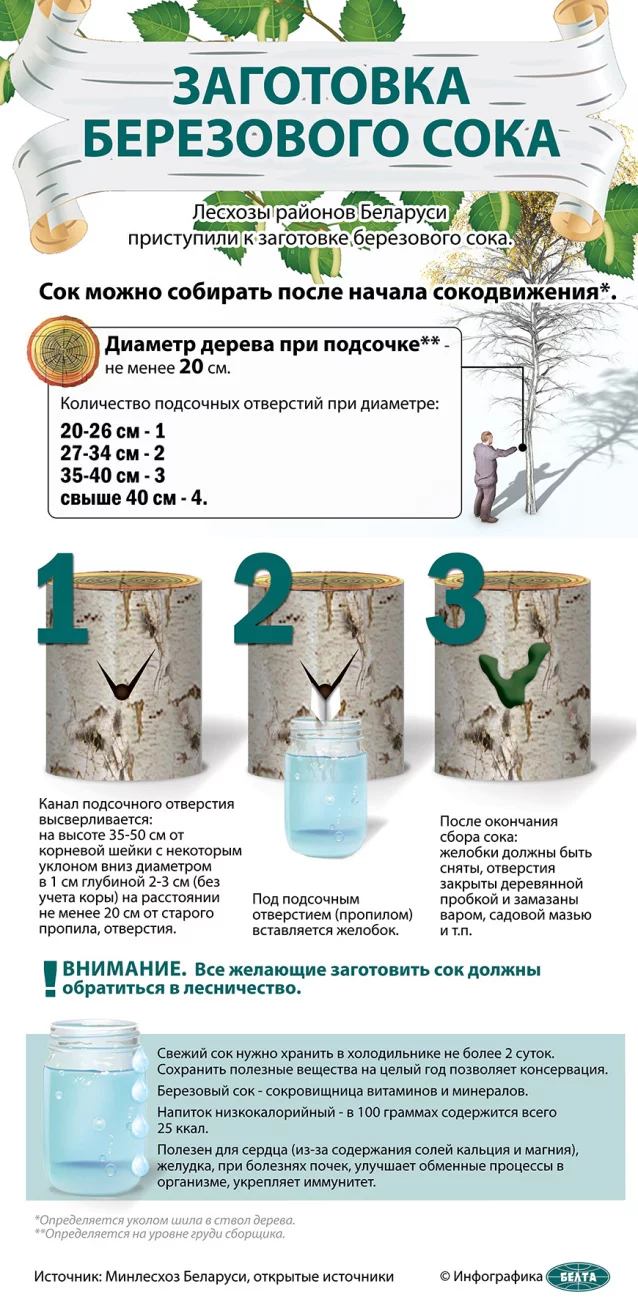 Более 130 т березового сока планируют заготовить в Бобруйском лесхозе