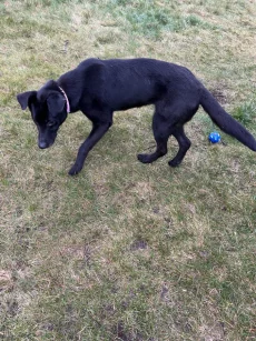 Нашли собачку