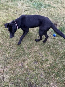 Нашли собачку