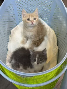Красивые Котята