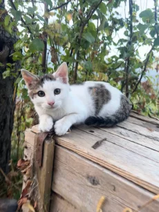 Котята