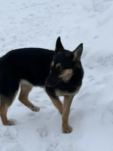 Собака девочка-подросток бесплатно