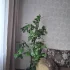 Фикус 1м 20см, Китайская Роза 1м 80см по 50руб