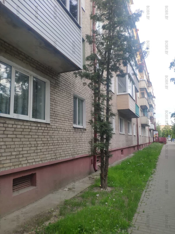 Эти деревья, явно кому-то мешают. Вредительство?