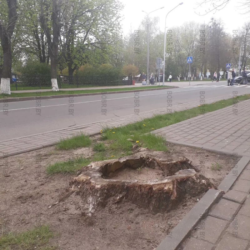 Зеленстрой на площади победы