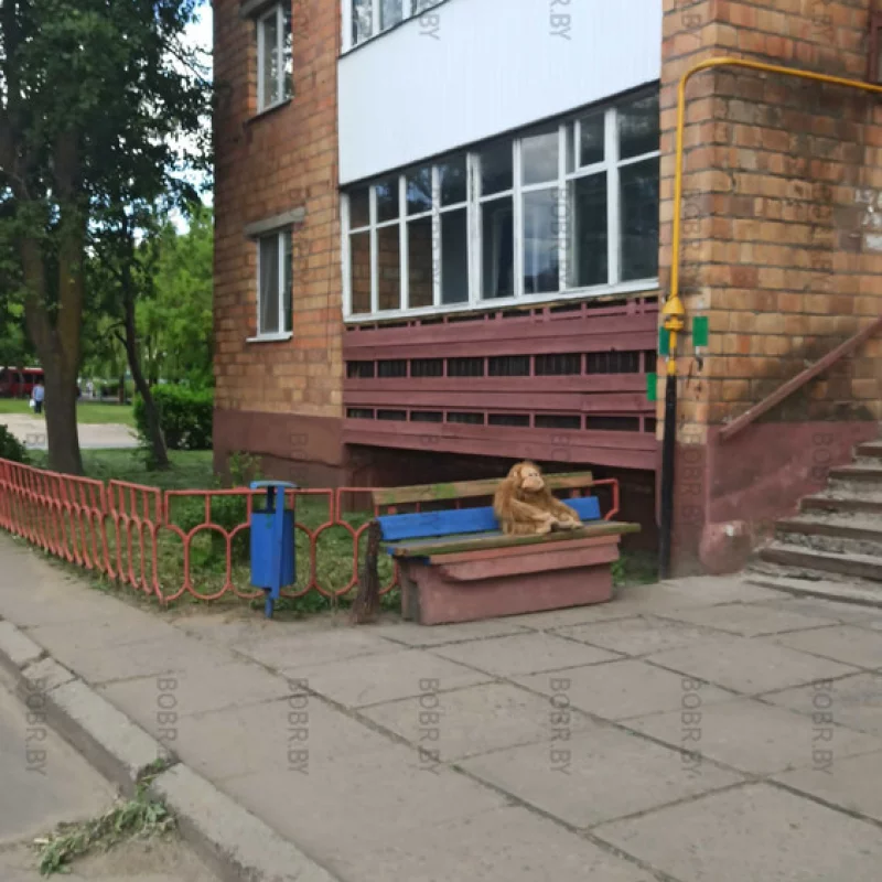 Вместо бабушек) забавный житель дома на Комсомольской