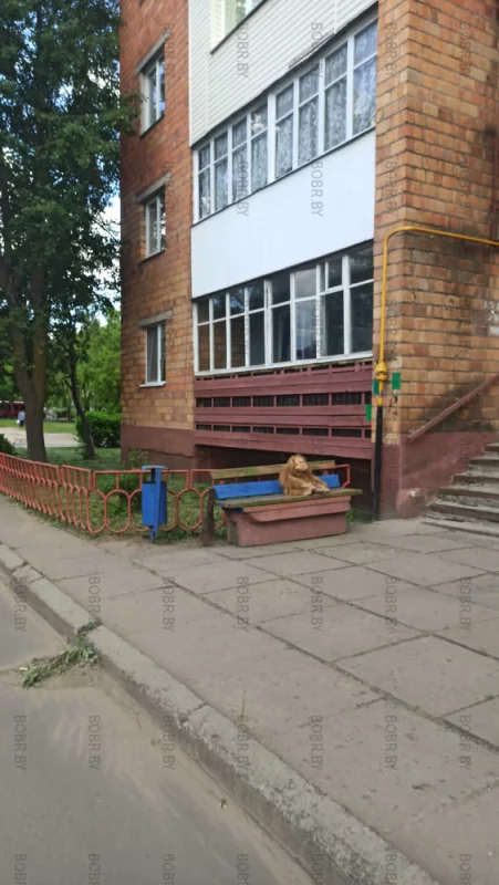 Вместо бабушек) забавный житель дома на Комсомольской