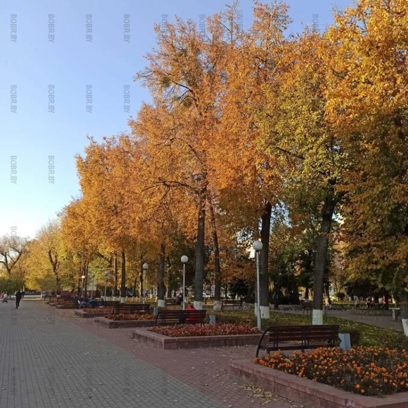 Осень в сквере