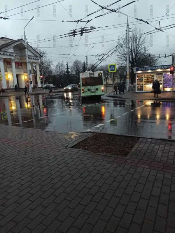 Почему не посадить дерево?
