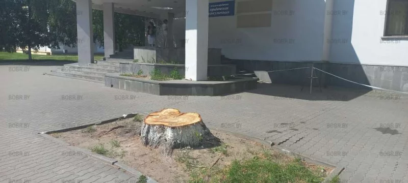 Зеленхор работает не покладая рук