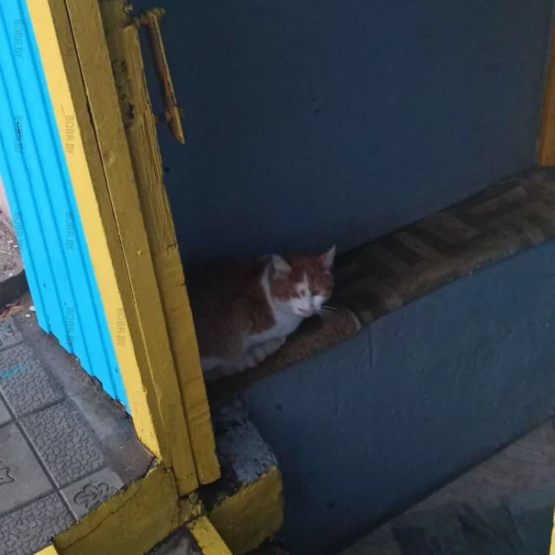 Котик