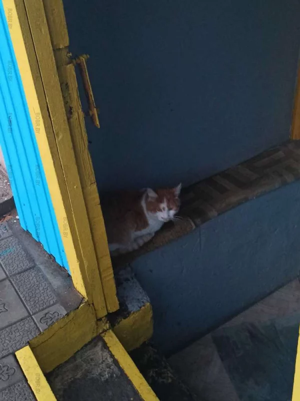 Котик