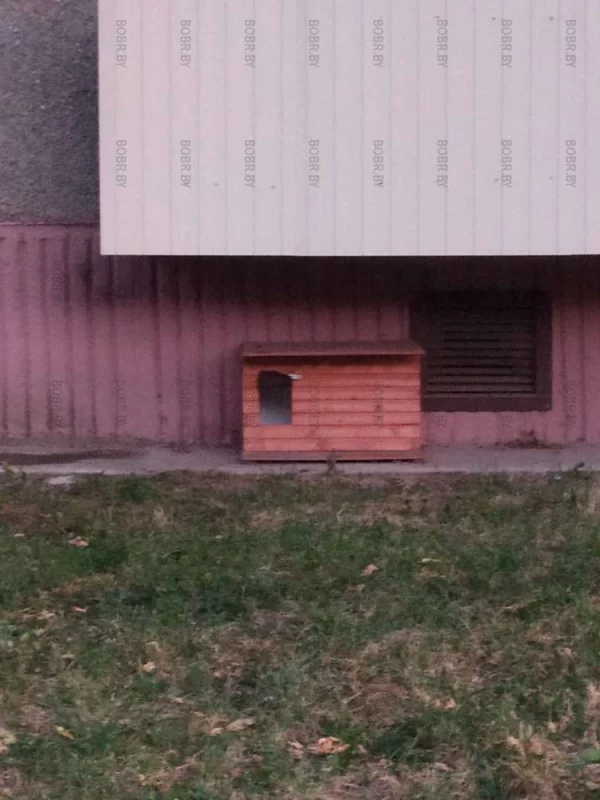 Есть же хорошие люди, которые помогают животным