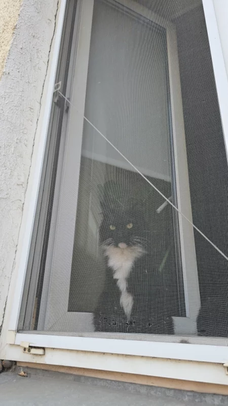 Бобруйские окна