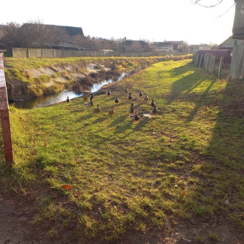 Голодные утяки