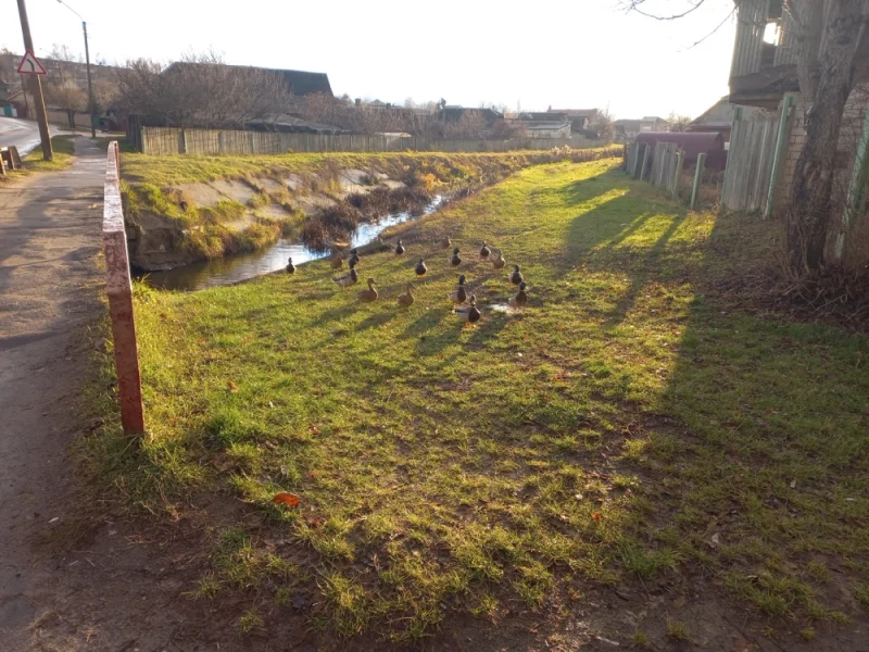 Голодные утяки