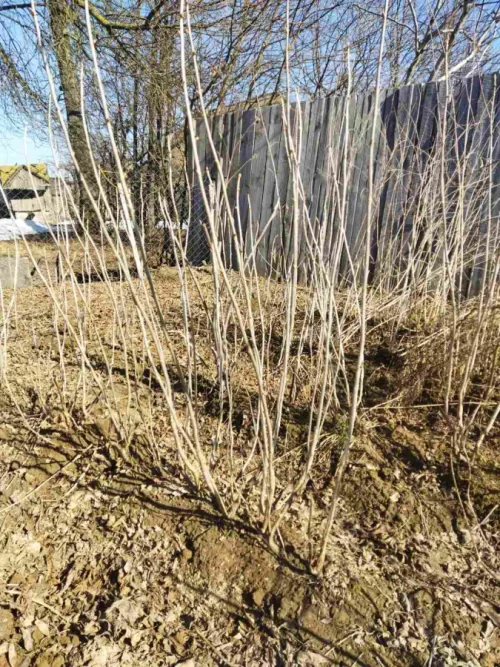 Саженцы черной смородины