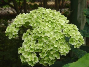 Гортензия белая (великан)