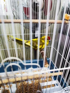 Попугай Какарик