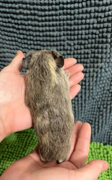 Морская свинка самка