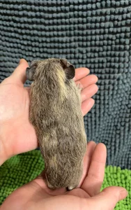 Морская свинка самка