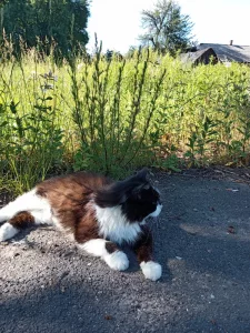 Кошечка