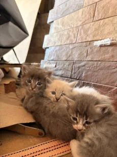 Котята