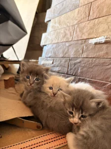 Котята