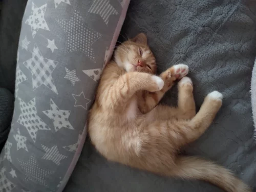 Котенок ищет дом