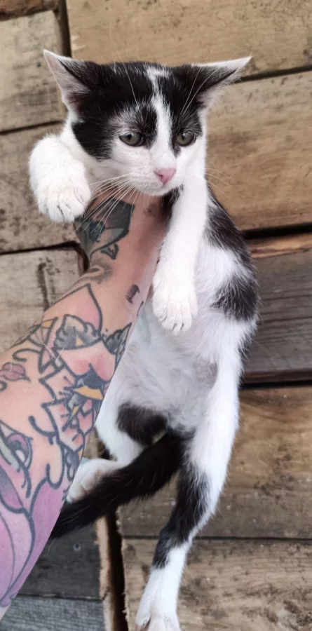 Котик