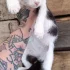 Котик