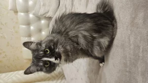 Отдам в заботливые руки кошку