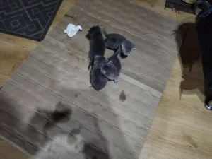 Отдам котят