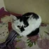 Кошечка 3 месяца