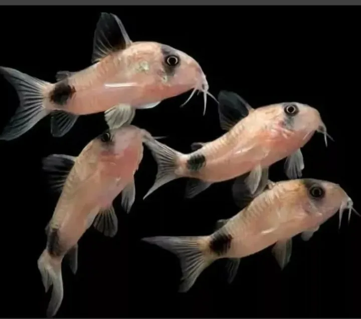 Коридорасы панда 6 р