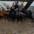 Цыплята из цветного яйца
