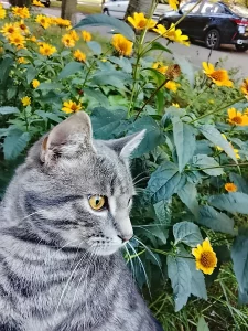 Найден кот!