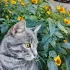 Найден кот!