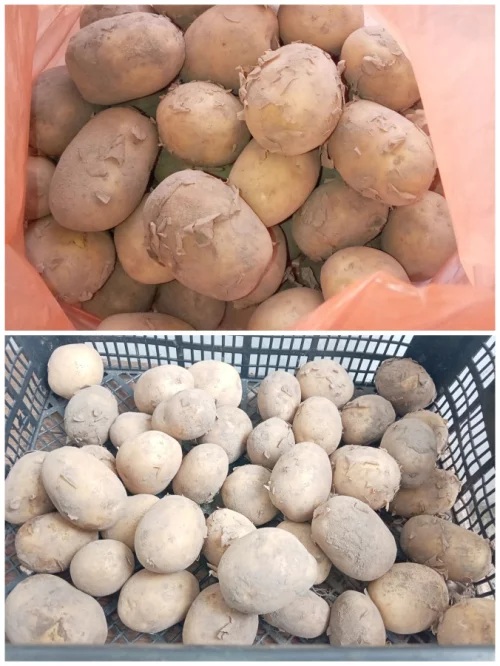 Картофель молодой