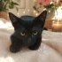 Котёнок Уголёк