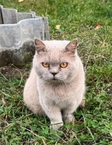 Отдадим в хорошие руки кошку